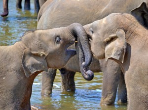 Vakantie Sri Lanka olifant kopie